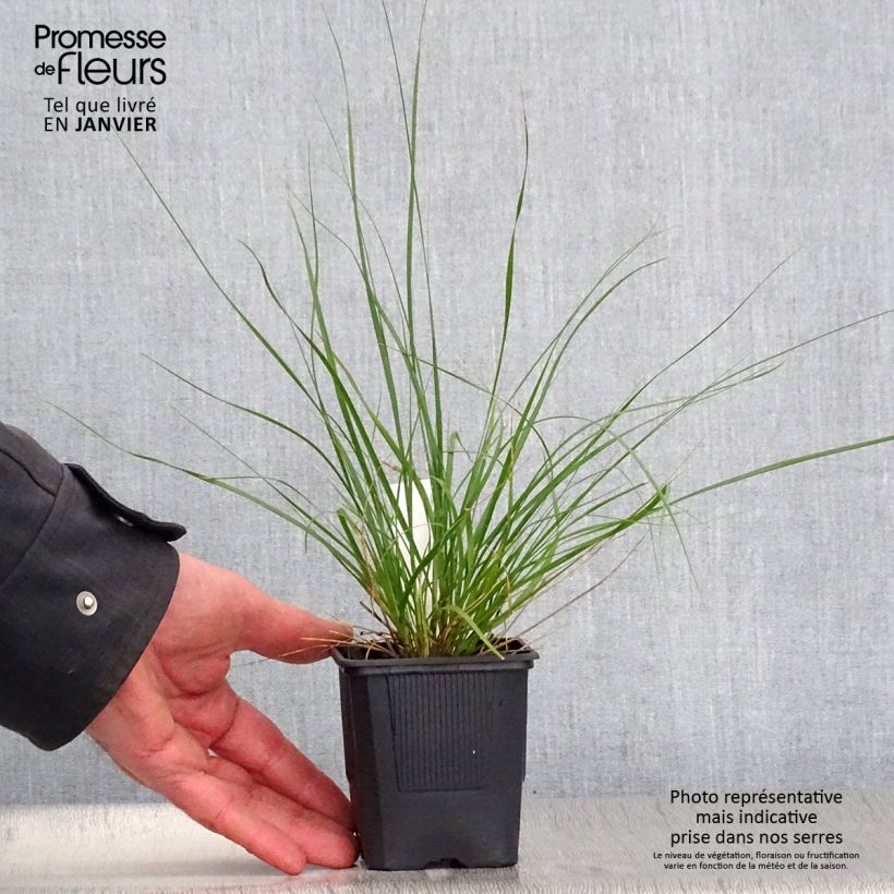 Ampelodesmos mauritanicus - Tagliamani Vasetto da 8/9 cm esemplare consegnato in inverno