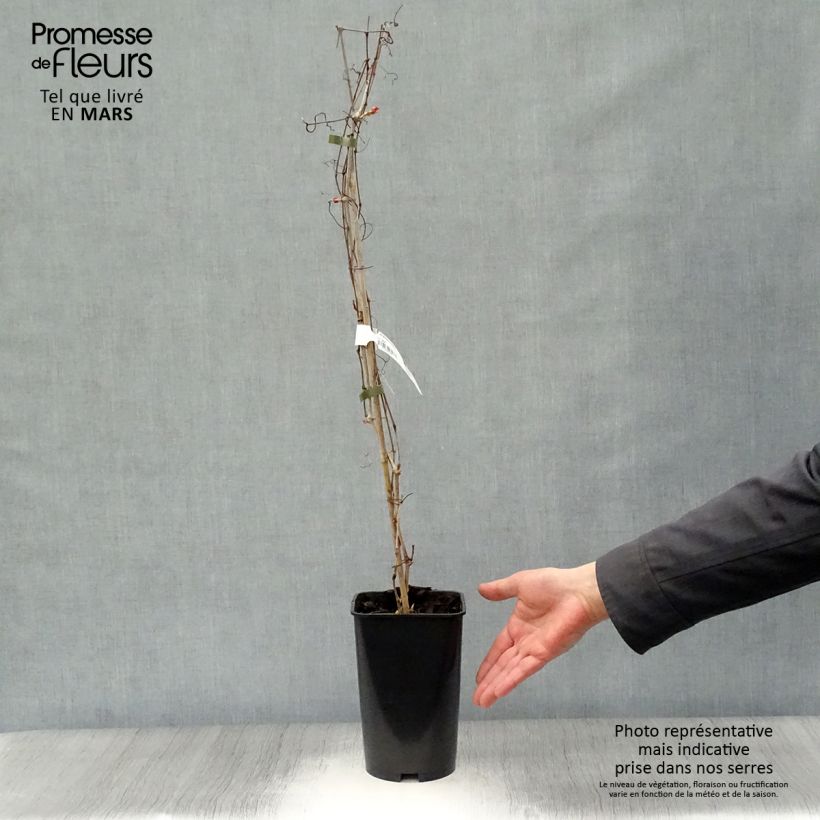 Ampelopsis aconitifolia Vaso da 2L/3L esemplare consegnato in primavera