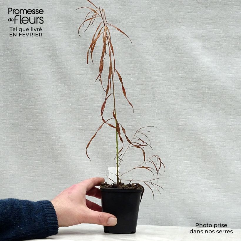 Amsonia Ernst Pagels Vasetto da 8/9 cm esemplare consegnato in inverno