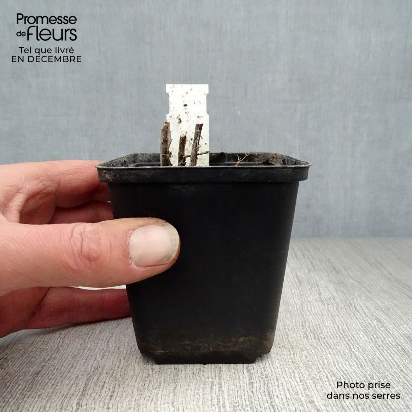 Amsonia ciliata Vasetto da 8/9 cm esemplare consegnato in inverno