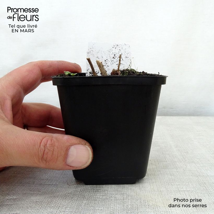 Amsonia hubrichtii Vasetto da 8/9 cm esemplare consegnato in primavera