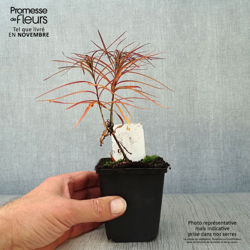 Esemplare di Amsonia hubrichtii Vasetto da 8/9 cm come consegnato in autunno
