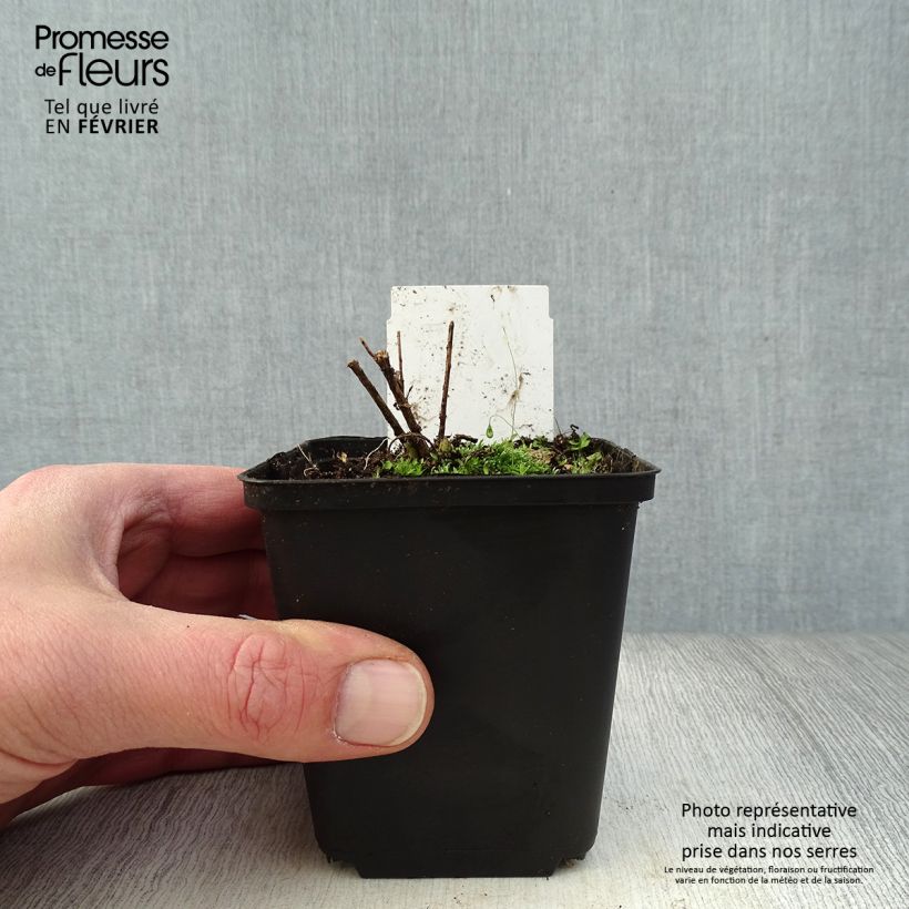 Amsonia hubrichtii Vasetto da 8/9 cm esemplare consegnato in inverno