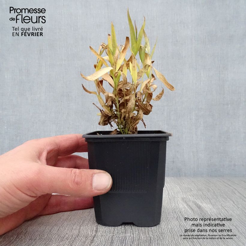 Amsonia Blue Ice Vasetto da 8/9 cm esemplare consegnato in inverno