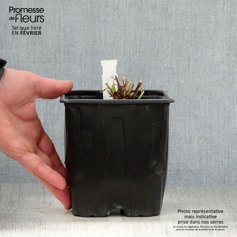 Amsonia Blue Ice Vaso da 2L/3L esemplare consegnato in inverno