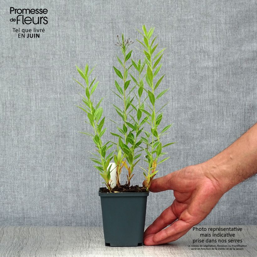 Esemplare di Amsonia orientalis Vasetto da 8/9 cm consegnato in estate