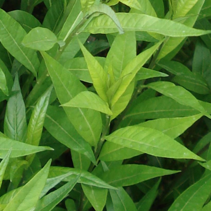 Amsonia tabernaemontana var. salicifolia (Fogliame)