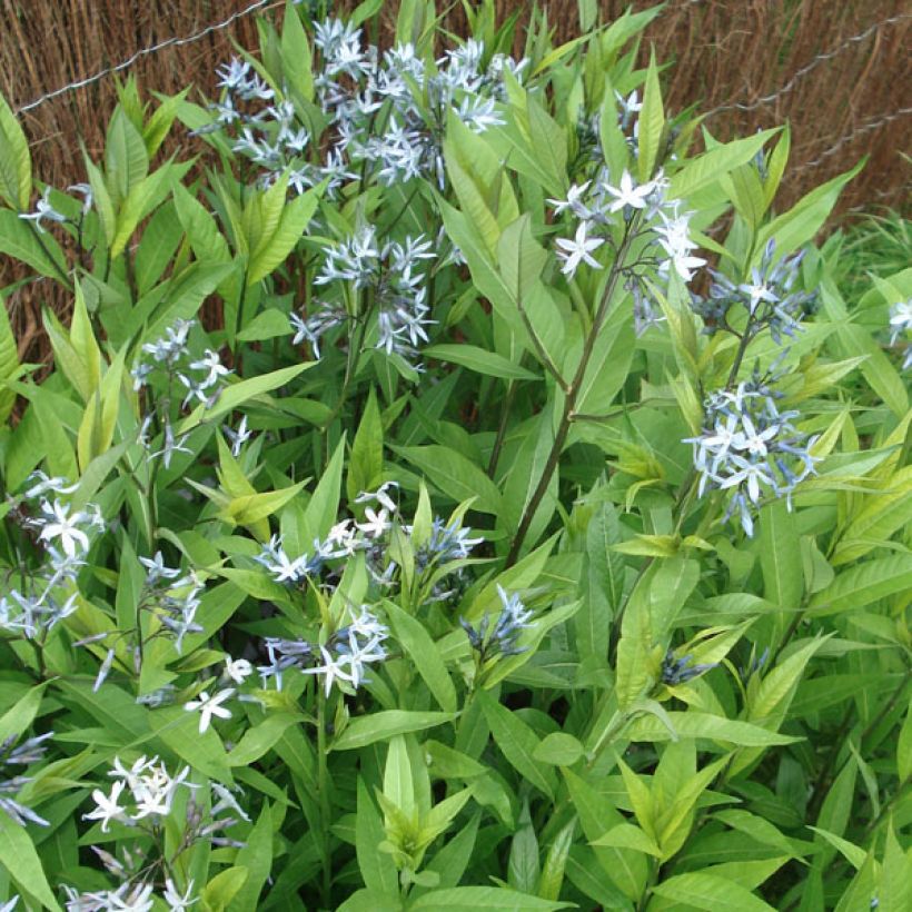 Amsonia tabernaemontana var. salicifolia (Porto)