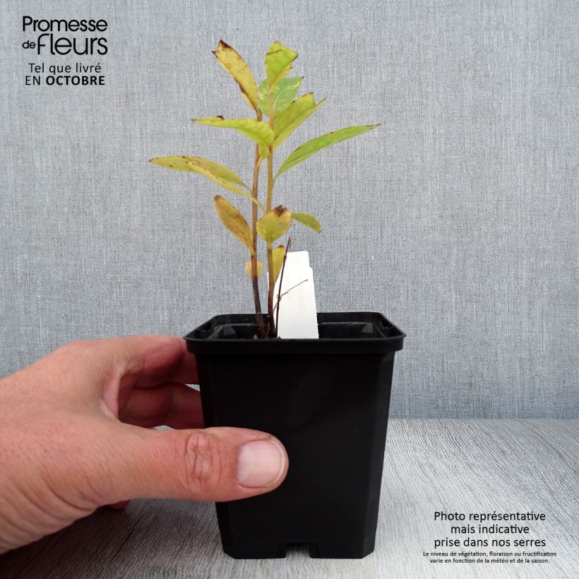 Esemplare di Amsonia tabernaemontana var. salicifolia Vasetto da 8/9 cm come consegnato in autunno