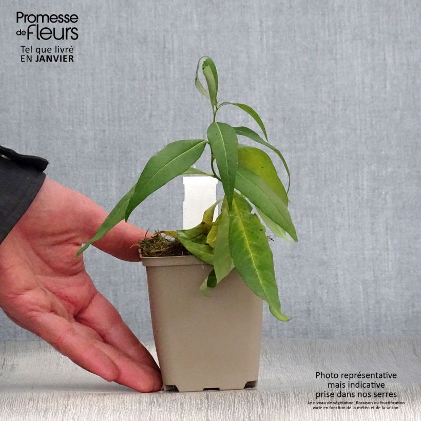 Amsonia tabernaemontana var. salicifolia Vasetto da 8/9 cm esemplare consegnato in inverno