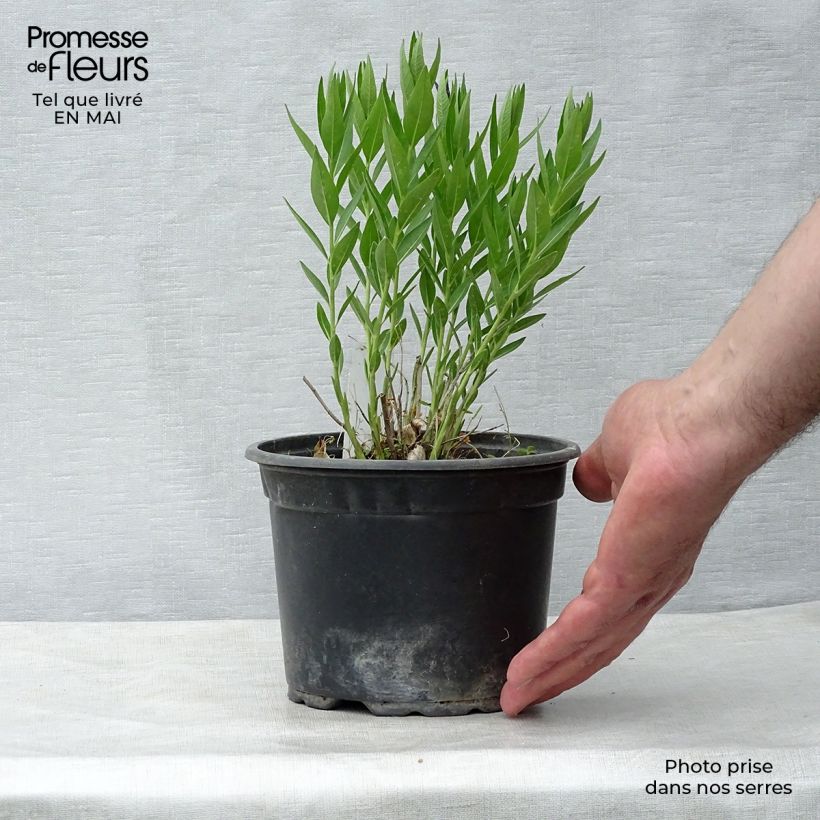 Amsonia Blue Ice Vasetto da 8/9 cm esemplare consegnato in primavera