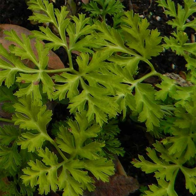 Anemone coronaria St Brigid Mix - Anemone dei fiorai (Fogliame)