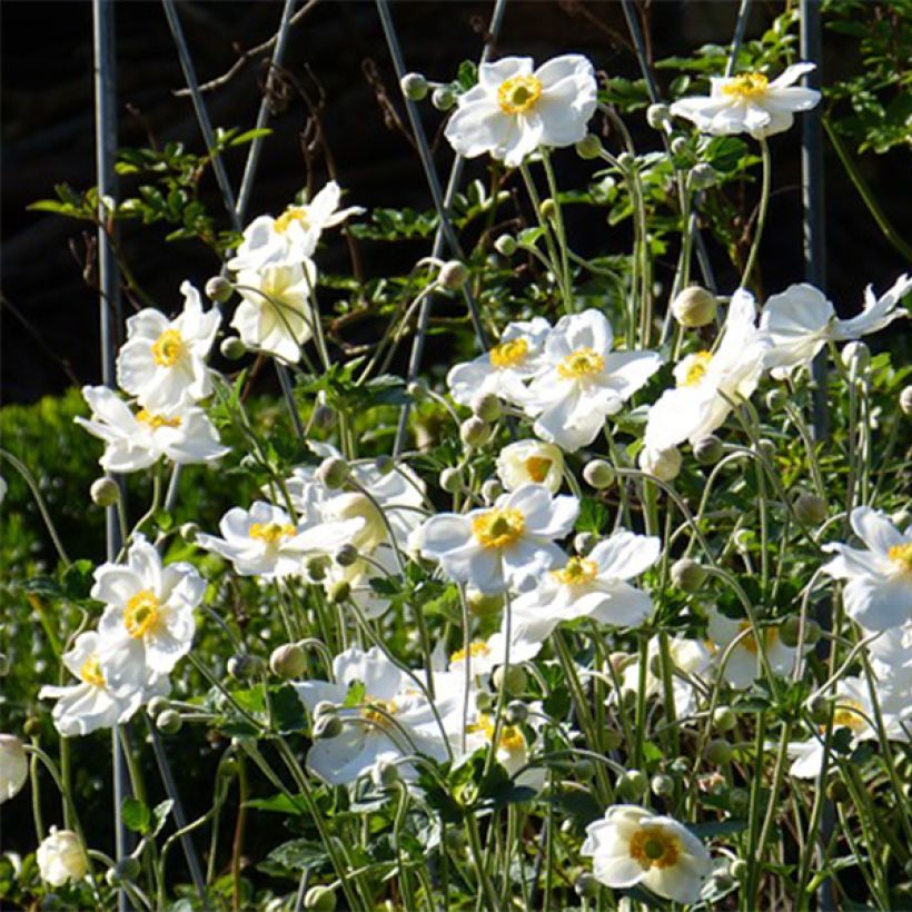 Anemone Slot der Nisse - Anemone giapponese (Fioritura)