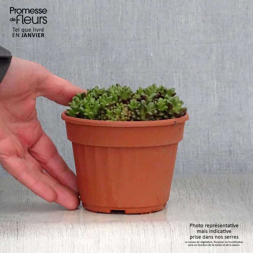 Anacampseros filamentosa Vaso da Ø 12 cm / 13 cm esemplare consegnato in inverno