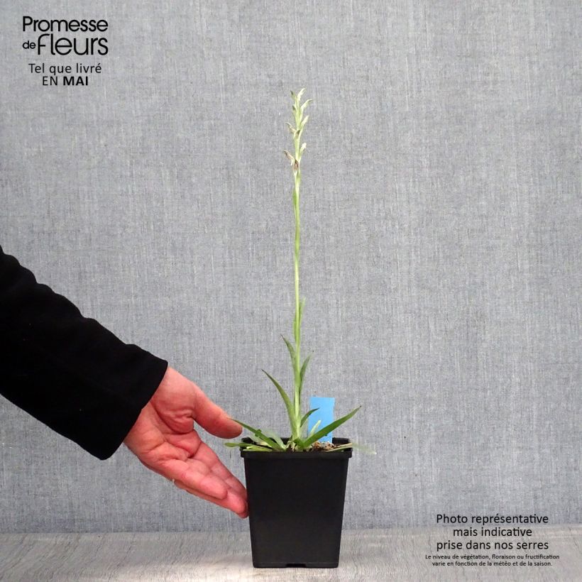 Anacamptis sancta Vaso da 1,5L/2L esemplare consegnato in primavera