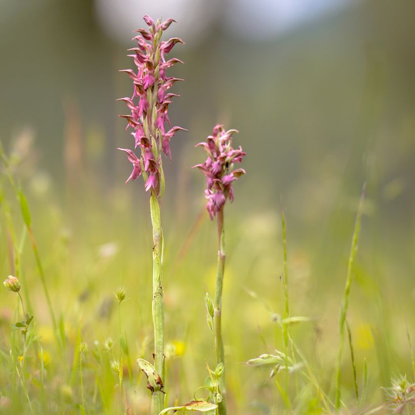 Anacamptis sancta (Porto)