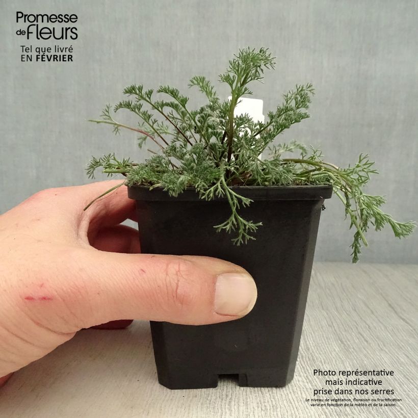 Anacyclus pyrethrum var. depressus Vasetto da 8/9 cm esemplare consegnato in inverno