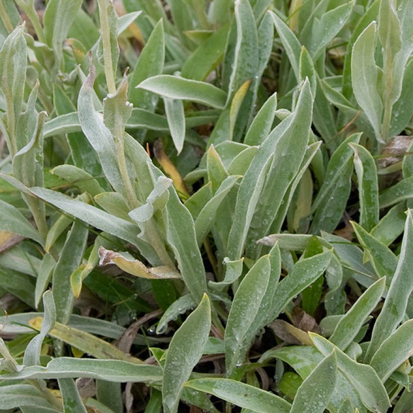 Anaphalis alpicola (Fogliame)