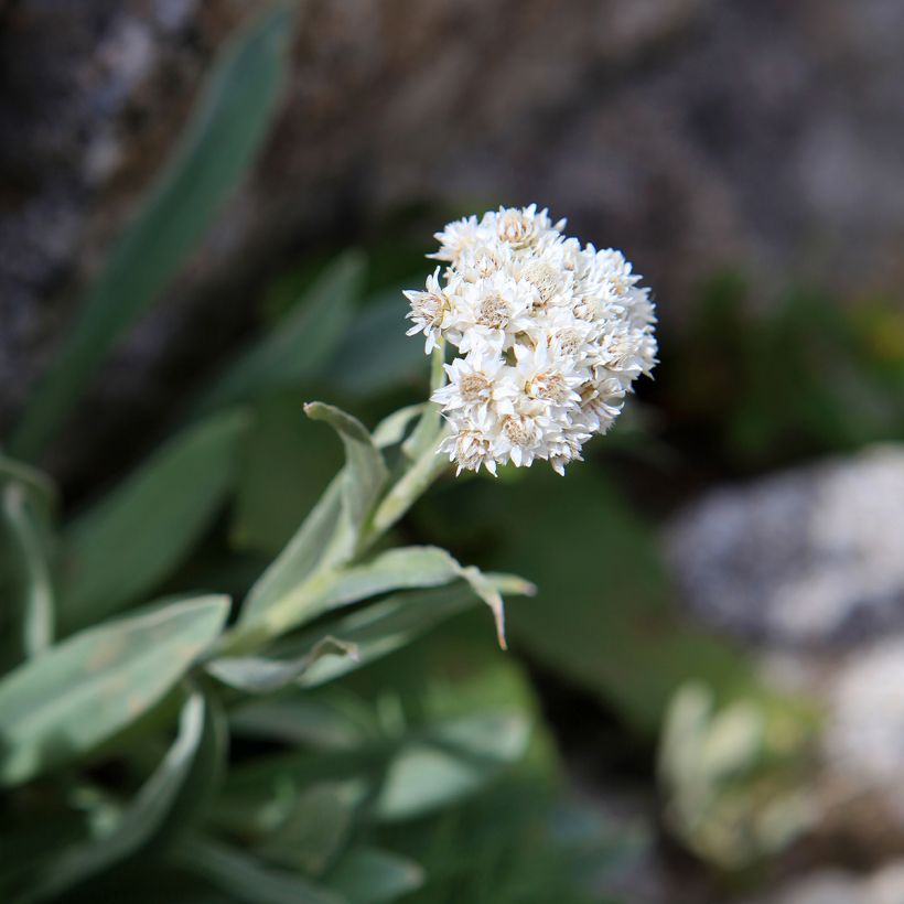 Anaphalis alpicola (Fioritura)
