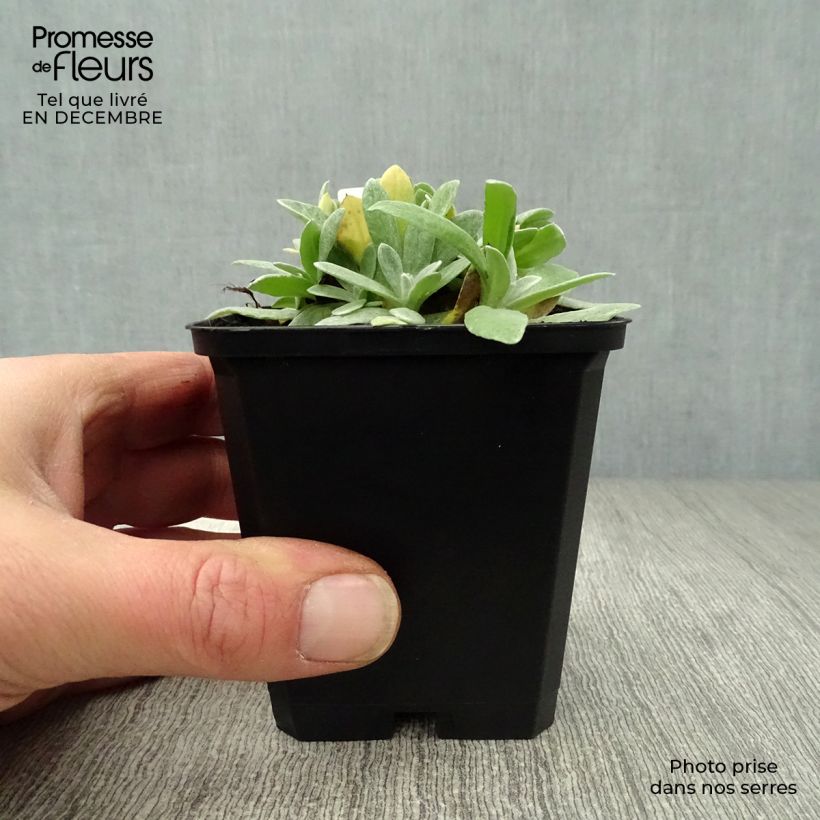 Anaphalis margaritacea Neuschnee Vasetto da 8/9 cm esemplare consegnato in inverno