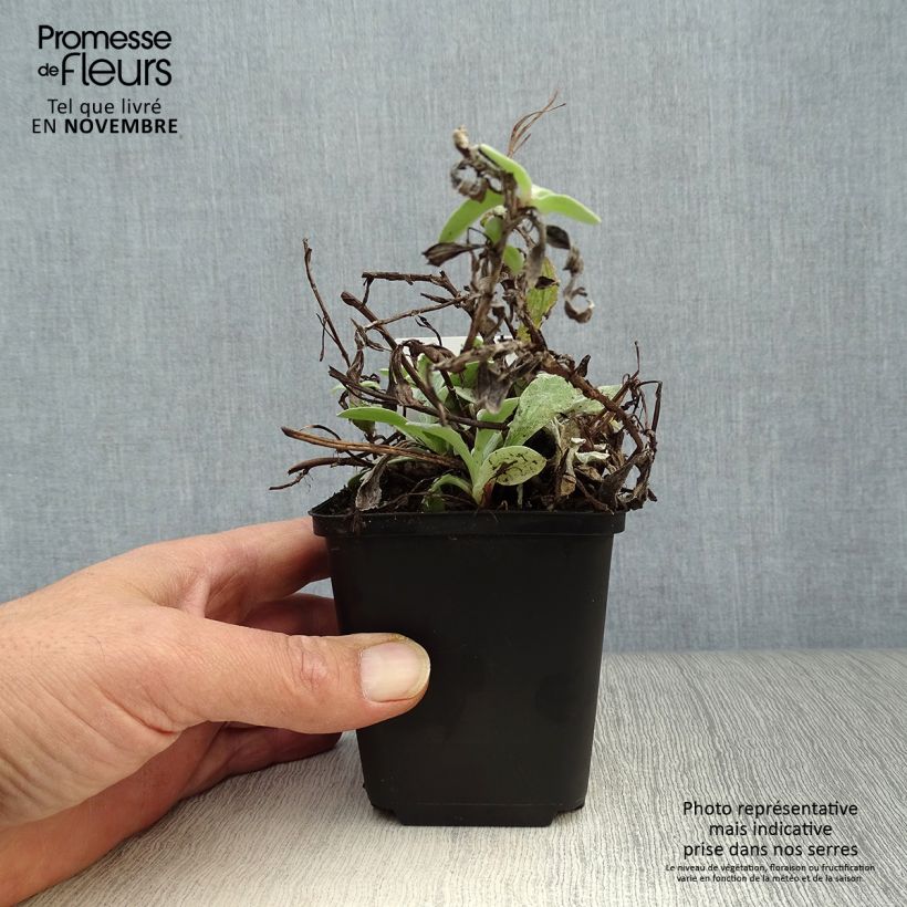 Esemplare di Anaphalis triplinervis Vasetto da 8/9 cm come consegnato in autunno