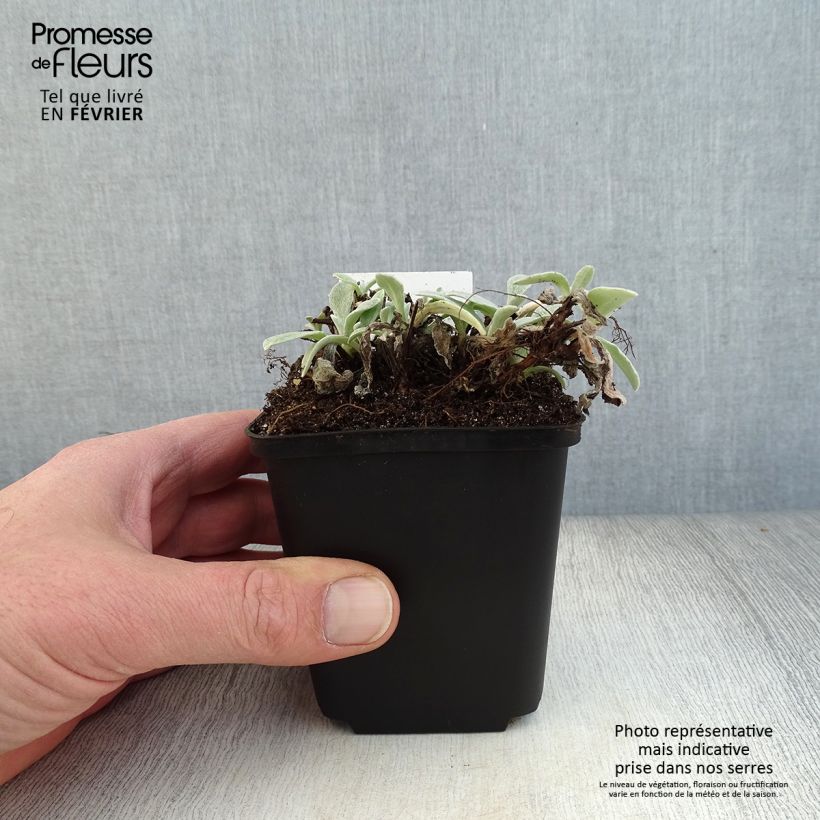 Anaphalis triplinervis Vasetto da 8/9 cm esemplare consegnato in inverno