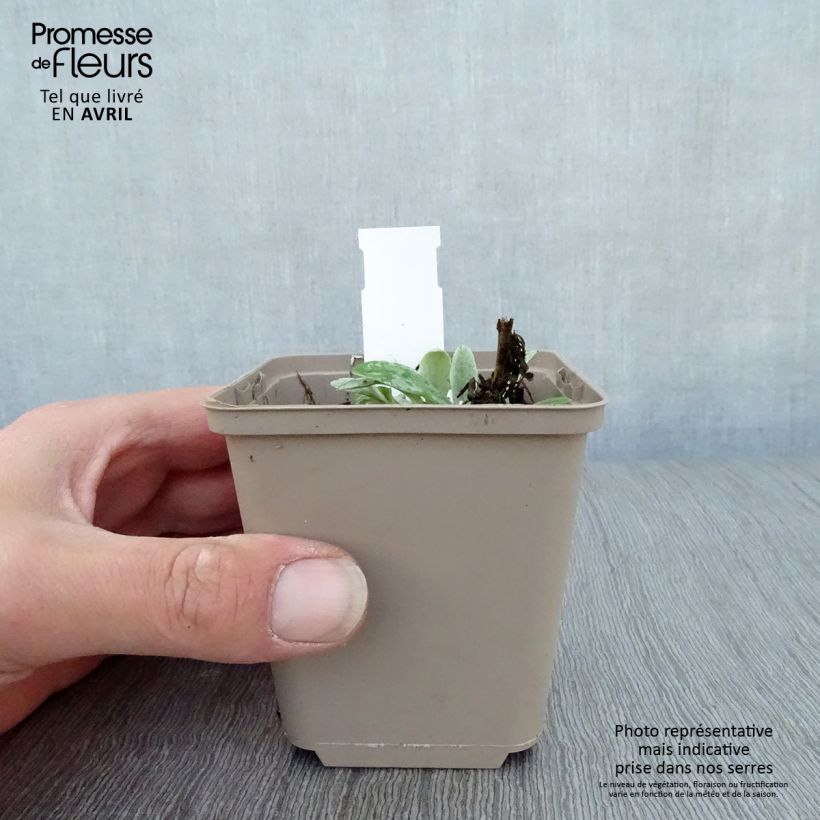 Anaphalis triplinervis Sommerschnee Vasetto da 8/9 cm esemplare consegnato in primavera