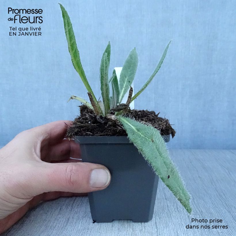 Anchusa azurea Dropmore - Buglossa azzurra Vasetto da 8/9 cm esemplare consegnato in inverno