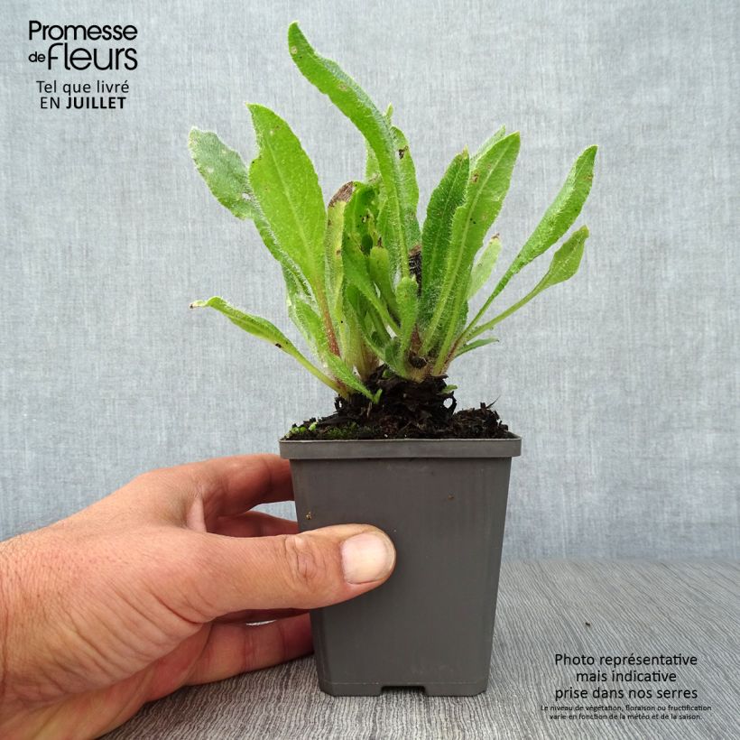 Esemplare di Anchusa azurea Dropmore - Buglossa azzurra Vasetto da 8/9 cm consegnato in estate