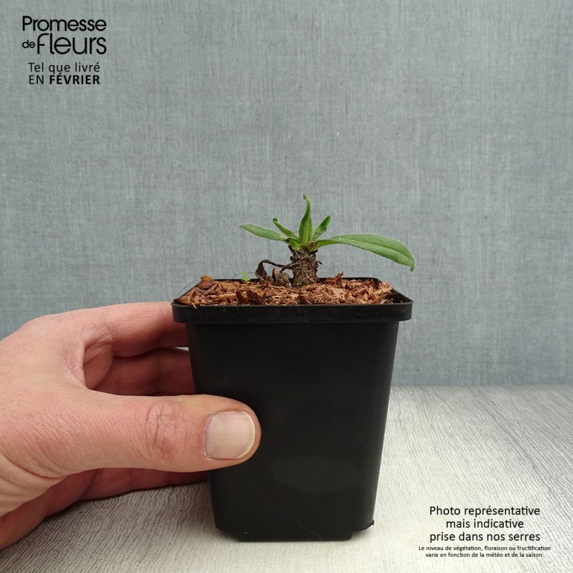 Anchusa azurea Loddon Royalist - Buglossa azzurra Vasetto da 8/9 cm esemplare consegnato in inverno