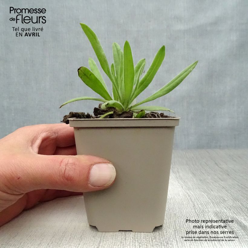 Anchusa azurea Loddon Royalist - Buglossa azzurra Vasetto da 8/9 cm esemplare consegnato in primavera