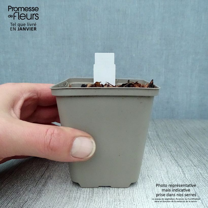 Aquilegia&#x20;atrata&#x20;Vasetto&#x20;da&#x20;8&#x2F;9&#x20;cm&#x20;esemplare&#x20;consegnato&#x20;in&#x20;inverno