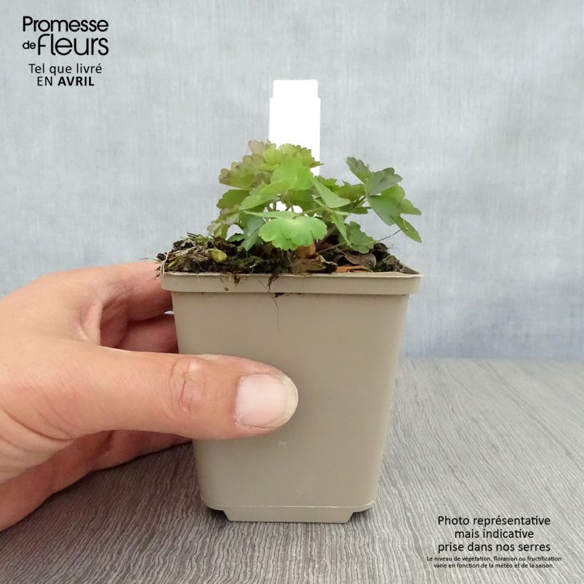 Aquilegia atrata Vasetto da 8/9 cm esemplare consegnato in primavera