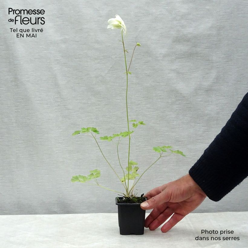 Aquilegia caerulea Kristall Vasetto da 8/9 cm esemplare consegnato in primavera