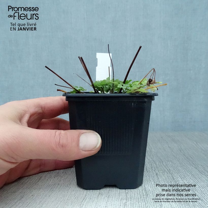 Aquilegia caerulea Kristall Vasetto da 8/9 cm esemplare consegnato in inverno