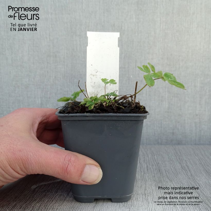 Aquilegia caerulea Rose Queen Vasetto da 8/9 cm esemplare consegnato in inverno