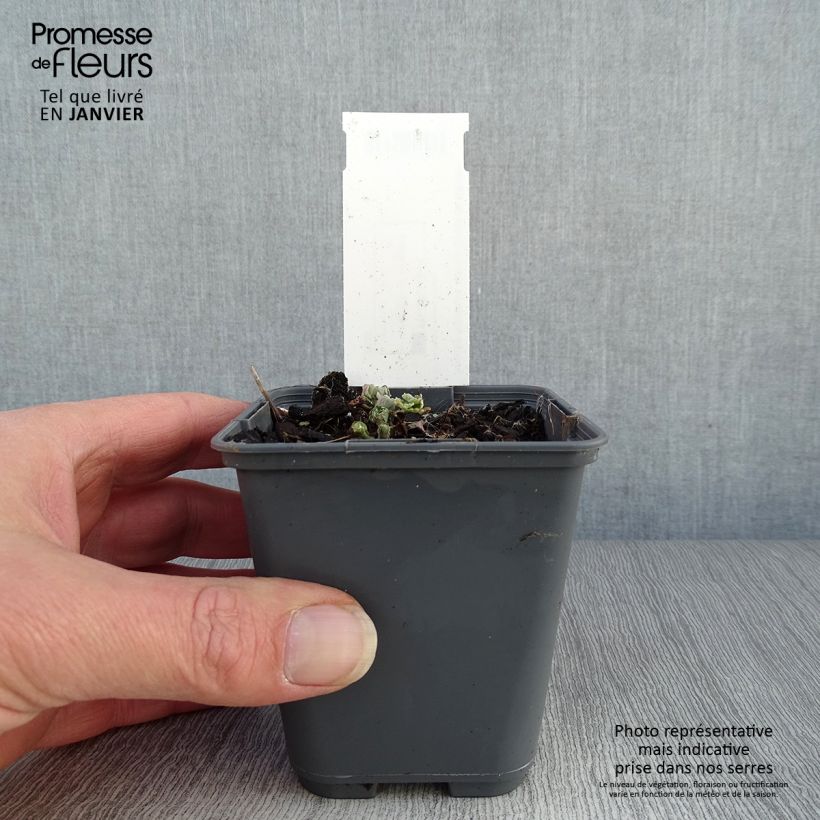 Aquilegia sibirica Vasetto da 8/9 cm esemplare consegnato in inverno