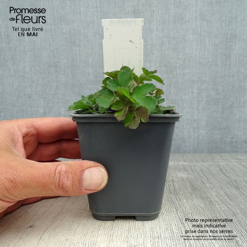 Aquilegia sibirica Vasetto da 8/9 cm esemplare consegnato in primavera