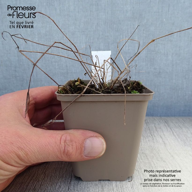 Aquilegia vulgaris Vasetto da 8/9 cm esemplare consegnato in inverno