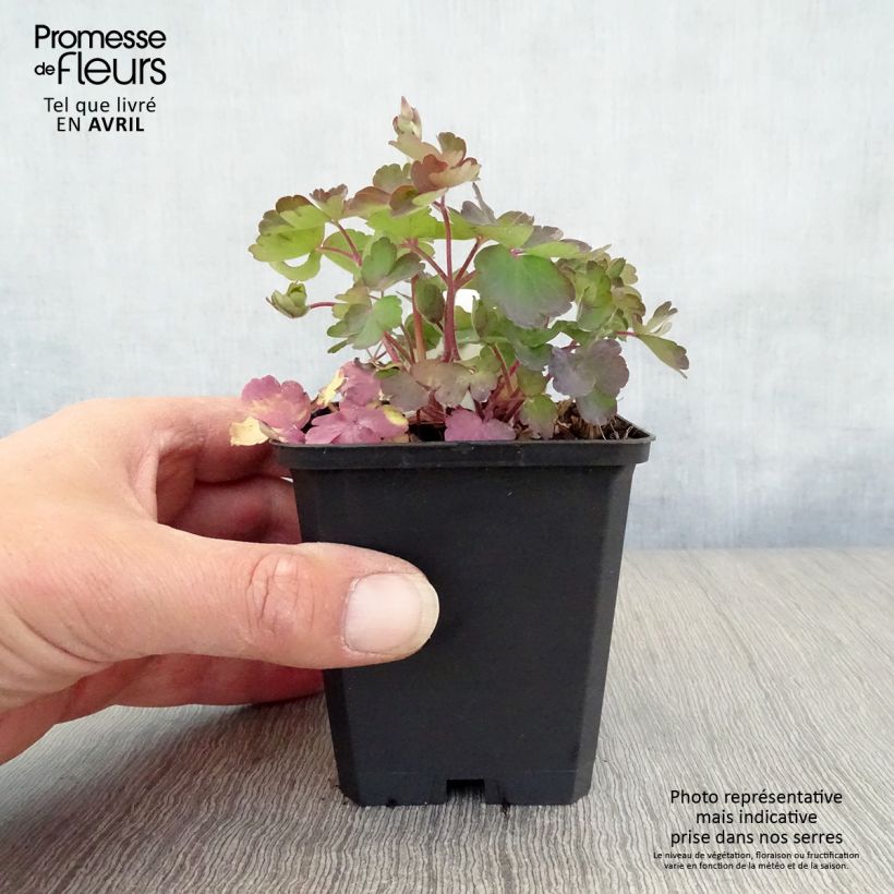 Aquilegia vulgaris Vasetto da 8/9 cm esemplare consegnato in primavera