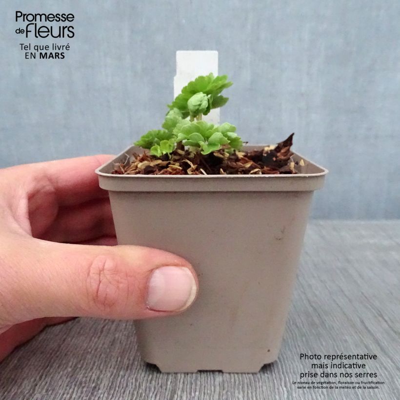 Aquilegia vulgaris var.nivea Munstead White Vasetto da 8/9 cm esemplare consegnato in inverno