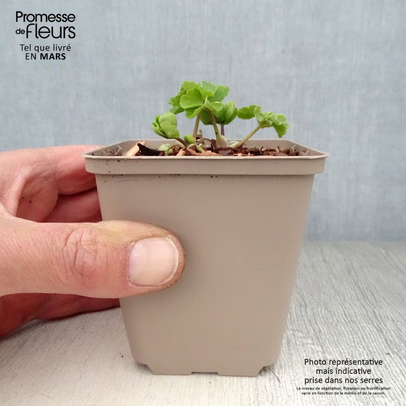 Aquilegia vulgaris var.nivea Munstead White Vasetto da 8/9 cm esemplare consegnato in primavera