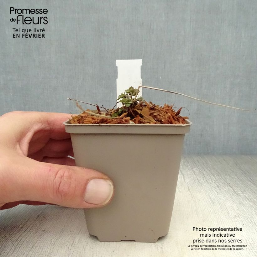 Aquilegia Blue Star Vasetto da 7/8 cm esemplare consegnato in inverno