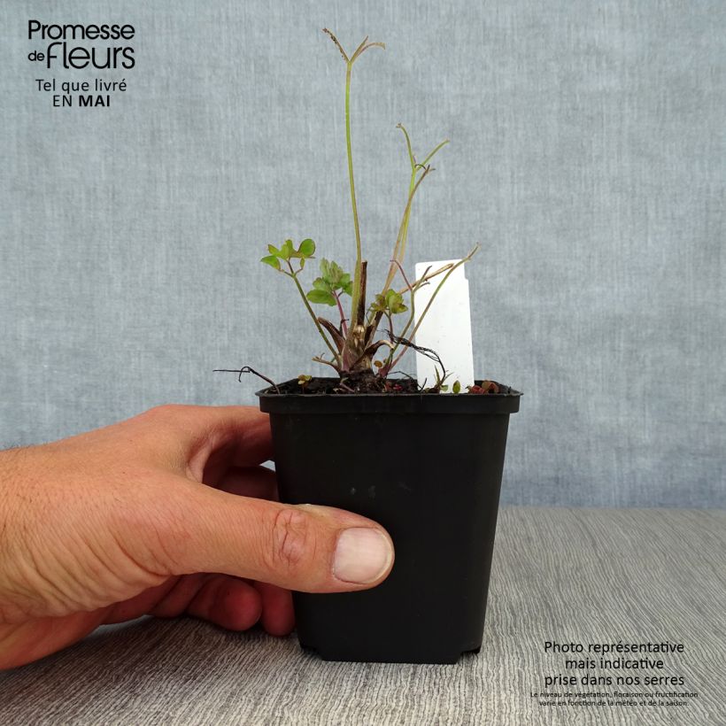 Aquilegia Blue Star Vasetto da 7/8 cm esemplare consegnato in primavera