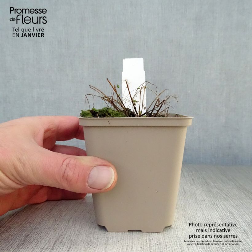 Aquilegia viridiflora Chocolate Soldier Vasetto da 8/9 cm esemplare consegnato in inverno