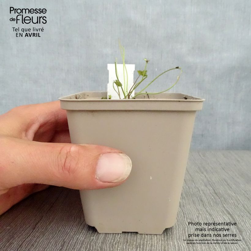 Aquilegia viridiflora Chocolate Soldier Vasetto da 8/9 cm esemplare consegnato in primavera