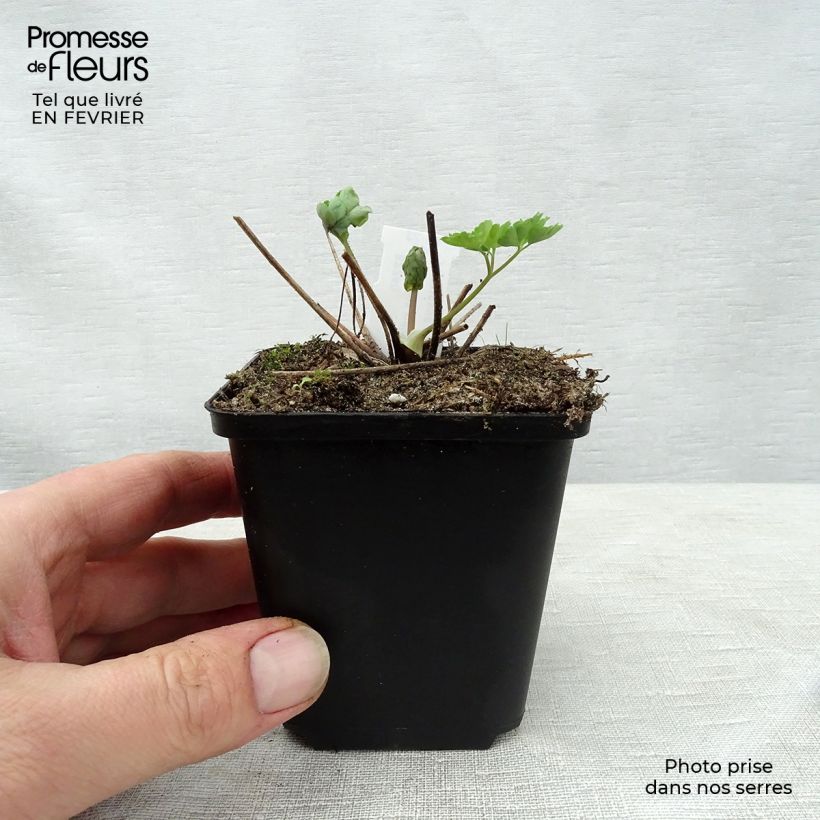 Aquilegia vulgaris Clementine Blue Vasetto da 8/9 cm esemplare consegnato in inverno