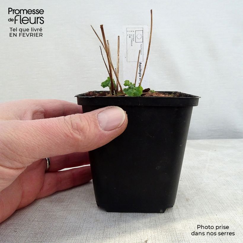 Aquilegia vulgaris Clementine White Vasetto da 8/9 cm esemplare consegnato in inverno