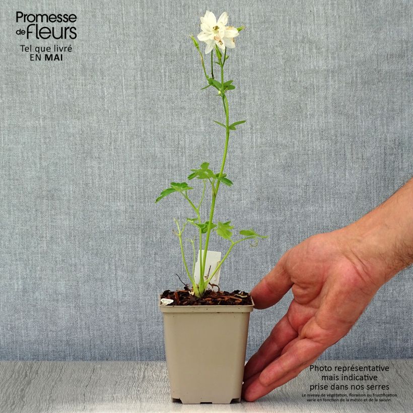 Aquilegia vulgaris Clementine White Vasetto da 8/9 cm esemplare consegnato in primavera