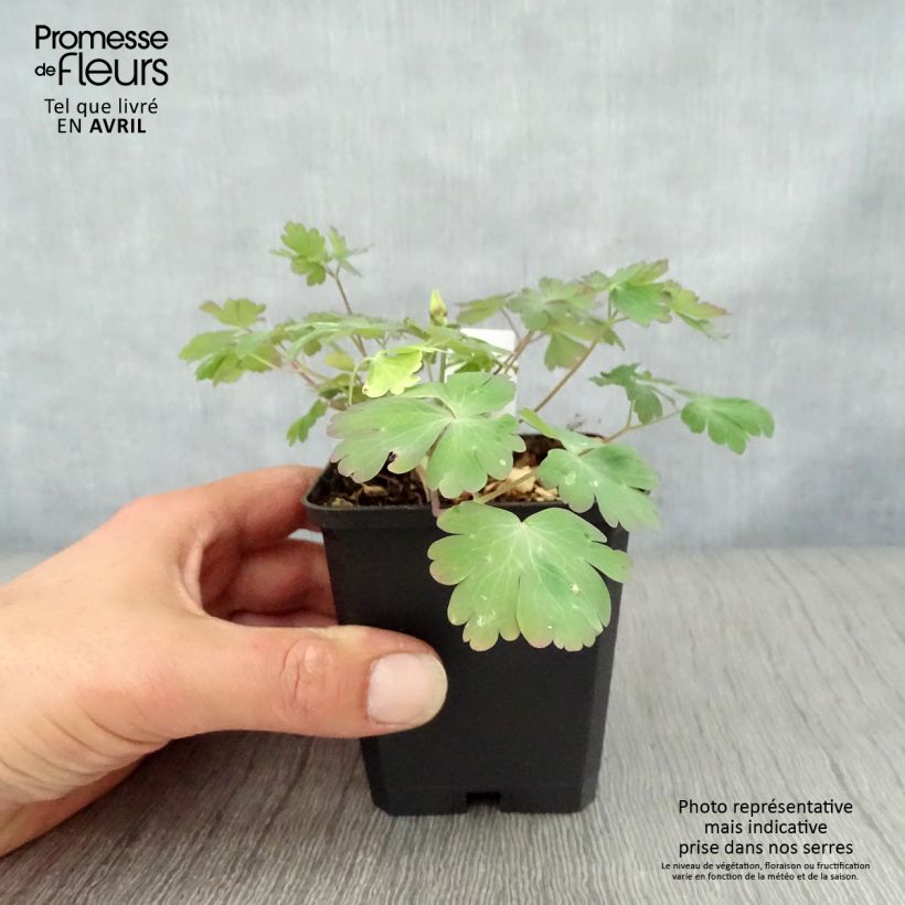 Aquilegia vulgaris Crimson Star Vasetto da 8/9 cm esemplare consegnato in primavera